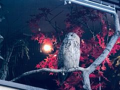 -秋叶原电器街