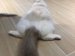 -momokira米努特·德文卷毛猫·棉花面纱犬