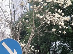 -中央公园(苏州工业园区)