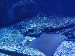 -海合安武汉极地海洋公园