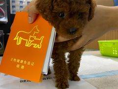 -联合动物医院(光谷诊疗中心)