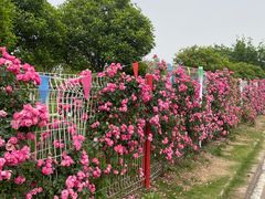 -武汉紫薇都市田园