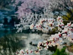 -国家植物园