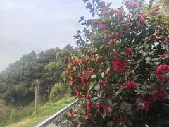 -金水泊山庄·花椒鸡(铁山坪店)