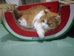 -Cappucimeow猫咪咖啡馆(韦伯时代店)