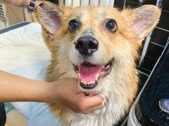 -Goku PET SHOP宠物视觉生活馆(双井店)