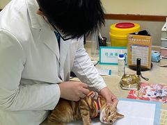 -艾贝尔宠物诊疗