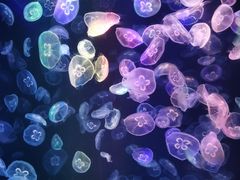 -海合安成都极地海洋公园