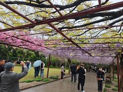 -嘉定紫藤园