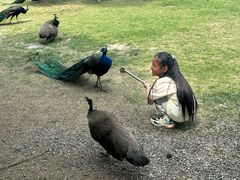 -苏州太湖西山岛开心农场