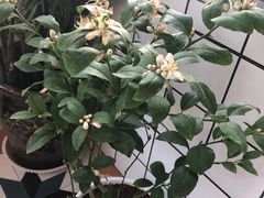 -秦美花卉(天朗·莱茵小城2期店)