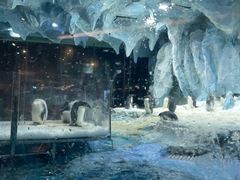 -帝企鹅自助餐厅•儿童岛•真企鹅(长隆企鹅酒店)