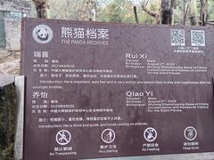 -都江堰中华大熊猫苑