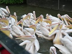 -广州长隆飞鸟乐园
