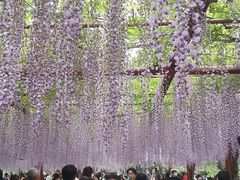 -嘉定紫藤园