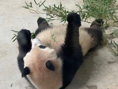 -杭州动物园