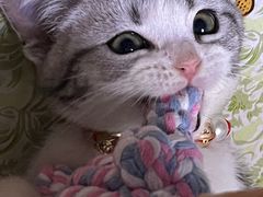 -翊宠yipet猫狗购宠庄园犬舍•猫舍