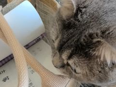 -明月雅筝古筝培训