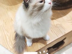 -藏猫猫咖啡主题馆(中央大道店)