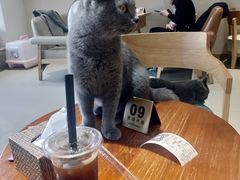 -藏猫猫咖啡主题馆(中央大道店)