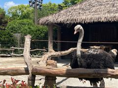 -上海野生动物园