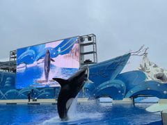 -上海海昌海洋公园