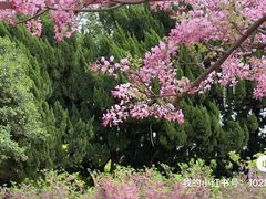 -嘉定紫藤园