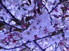 -西北湖绿化广场