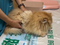 -瑞派宠物医院·24h·骨外科·皮肤科·全科宠物医疗转诊中心(沈阳浑南院)