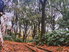 -上海共青森林公园