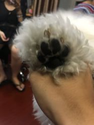 -明星刺青·洗纹身