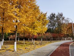 -绿堤公园