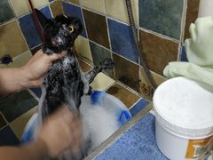 -瑞派名望志远动物医院·猫科·內科·异宠专科(直港大道店)