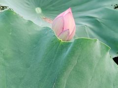 -洪湖家庭农场·团建·露营·会议