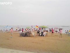 -碧海金沙