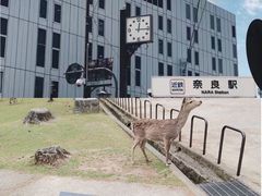 -奈良公园