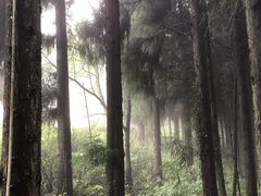 -武陵山森林公园