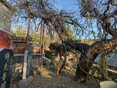 -泰山风景名胜区-普照寺