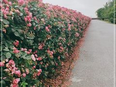 -上海滨江森林公园