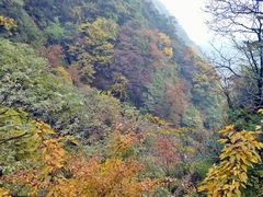 -王顺山国家森林公园
