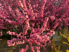 -大兴滨河森林公园