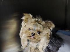 -中农大我爱我爱24h动物医院·中医针灸·猫专科·骨科医疗中心(双井店)