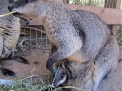 -费瑟代尔野生动物园