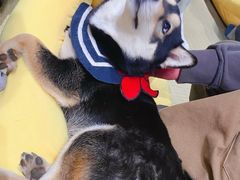-逗柴咖啡屋·狗咖猫咖宠物桌游