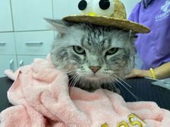 -欧奕国际动物医院