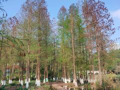 -重庆彩云湖湿地公园