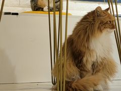 -平行世界·猫咖(首经贸店)