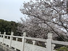 -羊山湖公园
