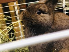 -藦茜花园宠物主题亲子互动体验馆(国顺东路店)