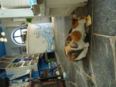 -Anne猫窝咖啡屋